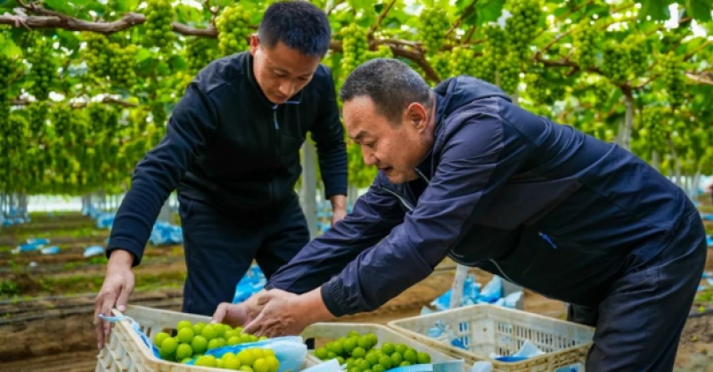 “農(nóng)旅文”融合，繪就鄉(xiāng)村振興新圖景